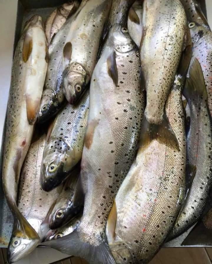 Apartmani Bakule Pestani Luaran gambar